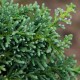 Hinoki (ヒノキ)